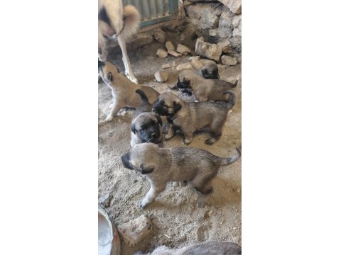 Sivas'ın Has Kangal Yavruları