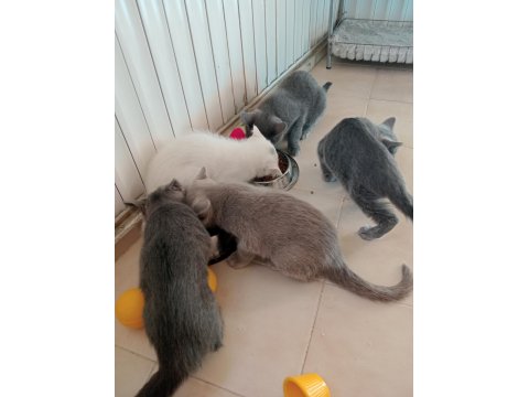 British Shorthair Kediler