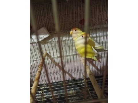 Lutino Kırmızı Göz Sevda Papağanı Çifti