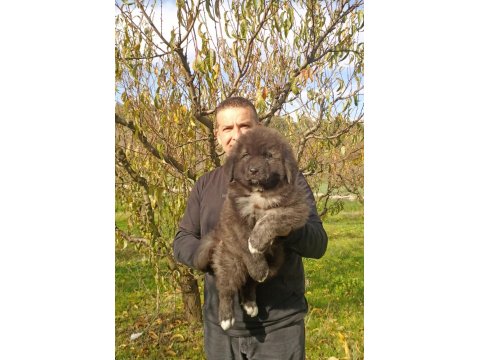 Kafkas Çoban Köpeği Yavruları