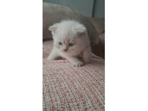 Mavi Gözlü 2 Aylık British Shorthair