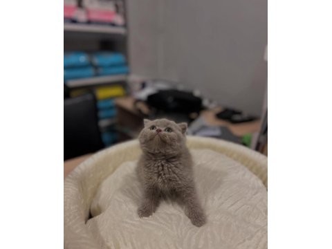 Safkan British Shorthair Yavrular