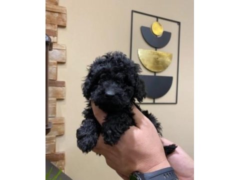 Oyuncak Siyah Poodle Yavrularımız