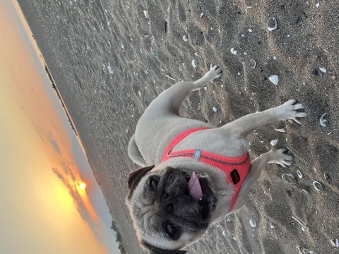Pug Dişi Köpek