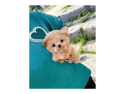 Minnoş Toy Poodle Bebeklerimiz