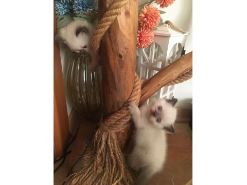 British Shorthair Yavru Kediler