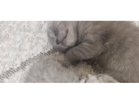 Haziran Teslim Yavru Kediler