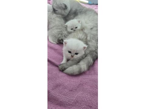 Rezerveye Açık Yavru Kediler