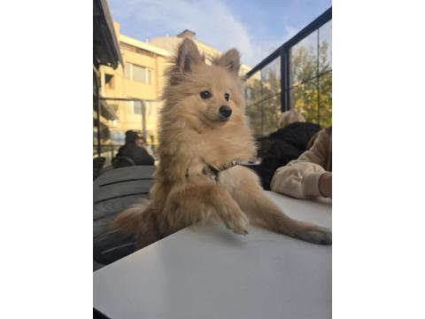 Pomeranian Spitz Köpeğimiz