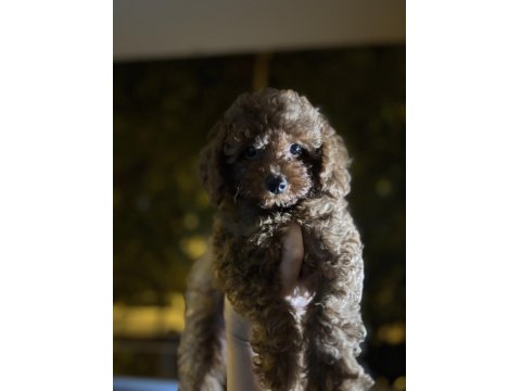 3 Aylık Erkek Toy Poodle Yavru