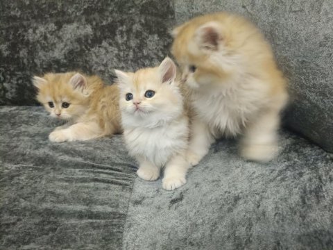 Pofuduk Ny11 Ve Ny12 British