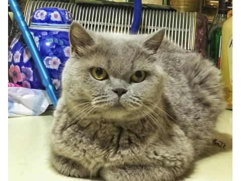 Anne Ve Kızı Kedilerimiz