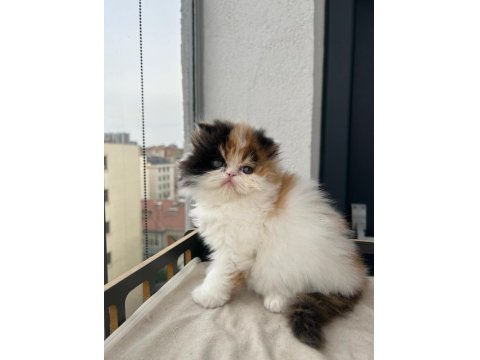 Şeker Gibi Calico Dişi Persian