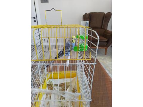 Sevecen Dişi Muhabbet Kuşu