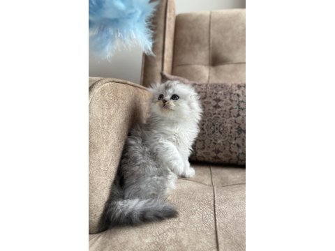 Wcf Kayıtlı Scottish Fold Longhair - Özel Üretim Yavru