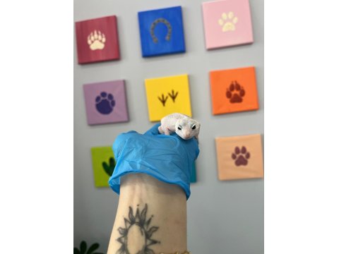 Çok Uyguna Döllenmiş Leopard Gecko Nadir Morf (Het)