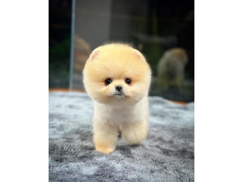 Teddy Bear Pomeranian Boo