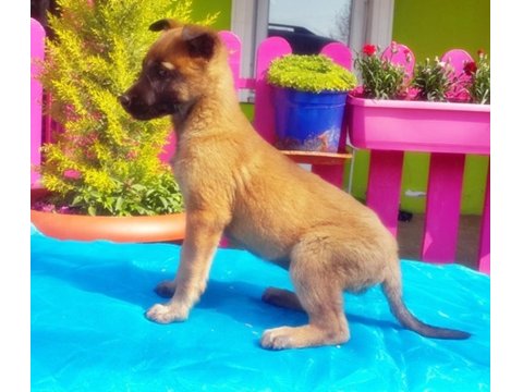 Belçika Kurdu Yavru