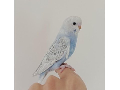 Yeme Düşmüş Yavru Muhabbet Kuşu