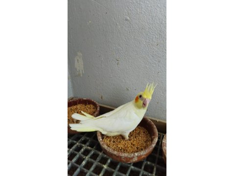 Ücretsiz Sahiplendirme Sultan Papağanımız