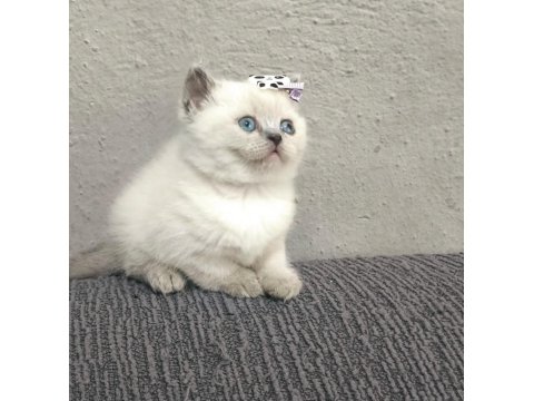 2 Aylık British Shorthair Pluepoint Yavrularım