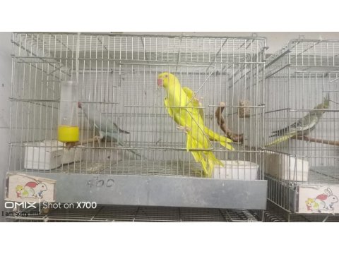 Prehistoricpets Garantisi İle Pakistan Papağanı