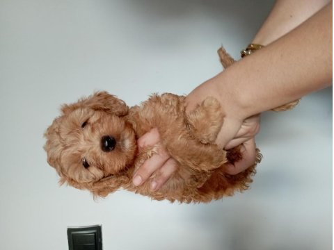 0 Numara Maltipoo Yavrularımız