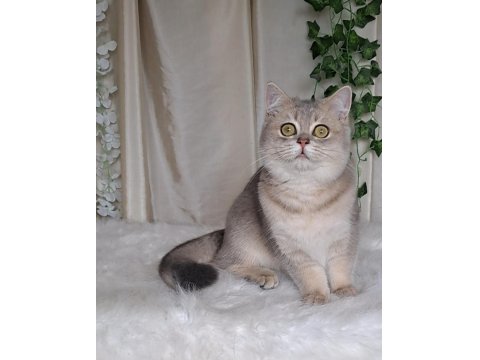 British Shorthair Blue Golden Cana Yakın Uysal