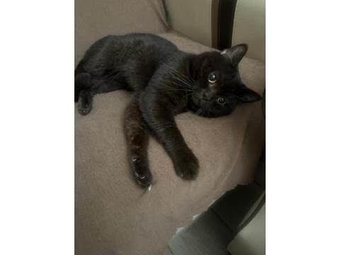 Çikolata Rengi British Shorthair