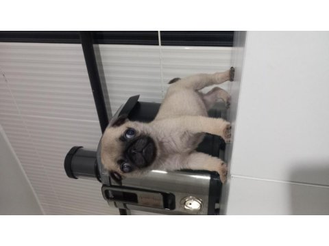 2 Aylık Dişi Yavru Pug