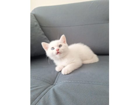 British Yavru Kediler