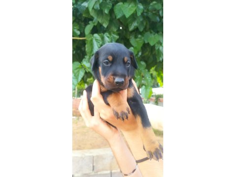 A Kalite Doberman Yavrular