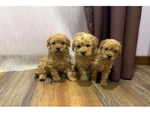 Sevgililer Gününe Özel Toy Poodle Bebeklerimiz