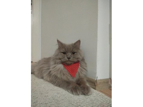 Çiftleşme İlanıdır