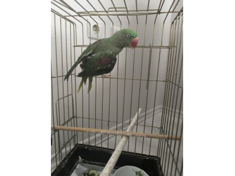 Satılık İskender Alexander Papağanı