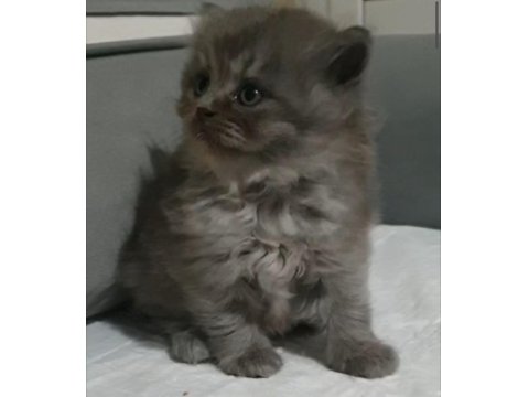 British Longhair Erkek Yavru