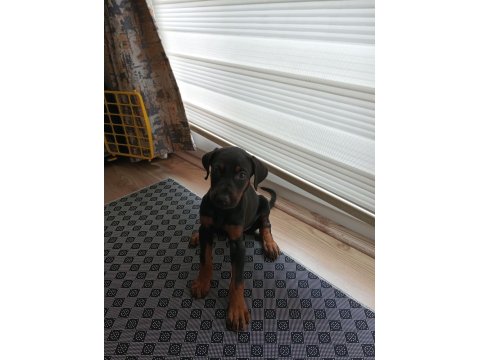 Yavru Doberman Köpeği