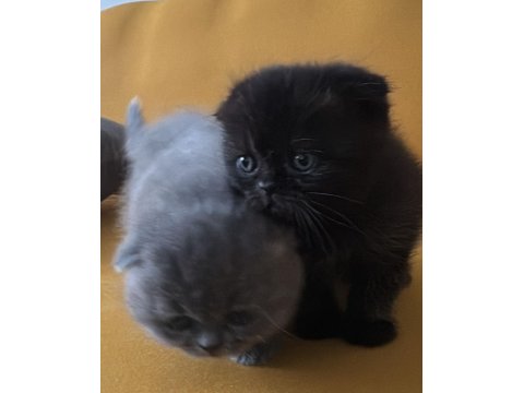 Top Kafa Scottish Fold Minikler