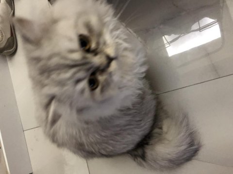 Sahibinden British Longhair Erkek Kedi