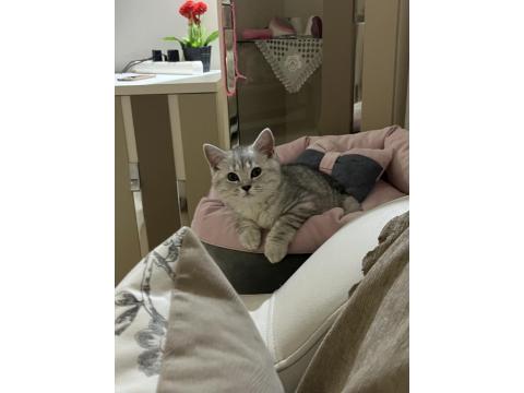 Acil Sahiplendirme Kedimiz