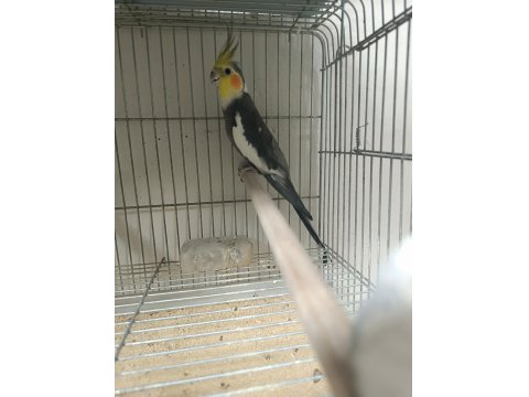 2 Adet Erkek Damızlık Sultan Papağanı