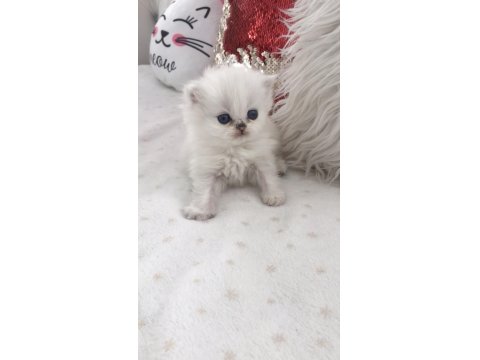 Silver Point British Longhair Erkek