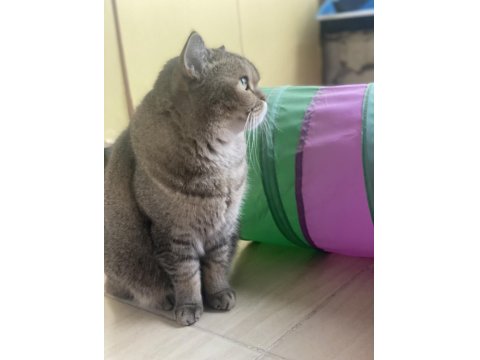 Sakin Ve Uyumlu British Hera’ya Yeni Yuva Arıyoruz