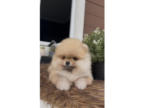 Efsane Güzellikteki Orjinal Pomeranian Yavrularımız
