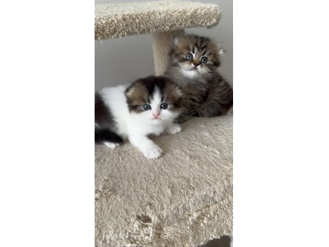 Özenle Büyütülen British Longhair Yavrularımız