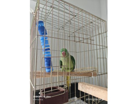 Alexander Papağanı 9 Aylık Yarı Evcil