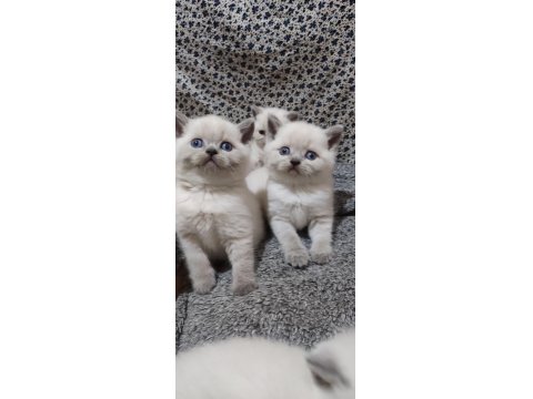 Erkek Ve Dişi Blue Point British Shorthair Bebekler