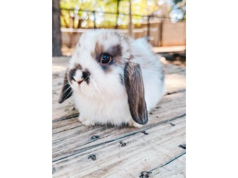 Hollanda Lop Tavşanları