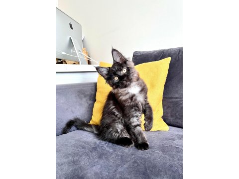 Safkan Maine Coon Yavrular **Uygun**