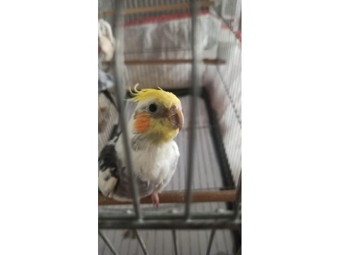 İki Yaşında Sultanlar